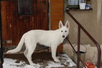 /album/fotogalerie-nove-bydleni/dsc-0353-jpg/